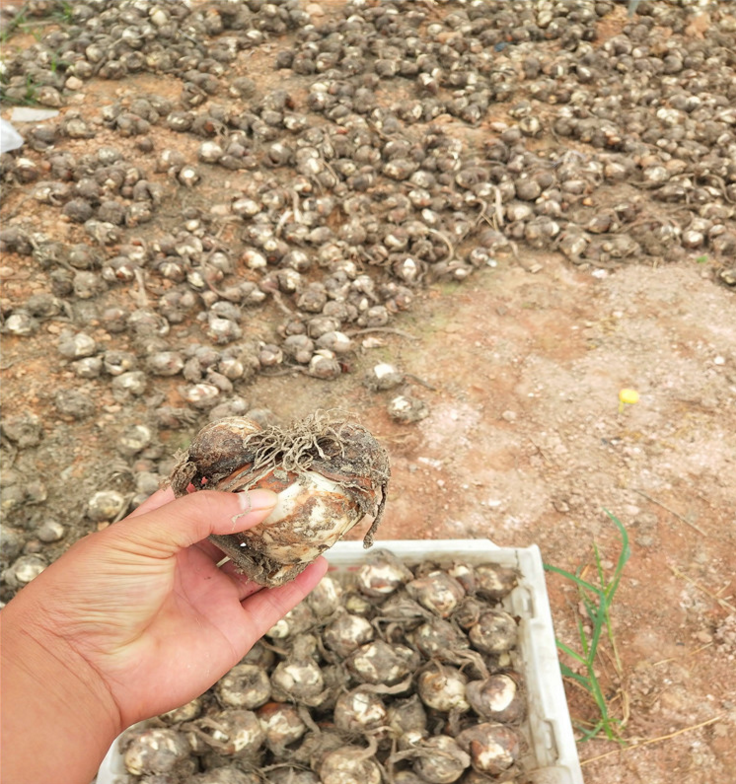 福建漳州桌面盆栽花卉水培水仙花种球批发，水仙花，水培植物，水仙花厂家，供应水仙花，水仙球批发，水培植物直销