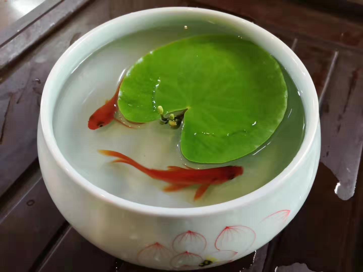 河北邢台一叶莲水培植物心型睡莲碗莲四季开花水生植物懒人植物室内花卉