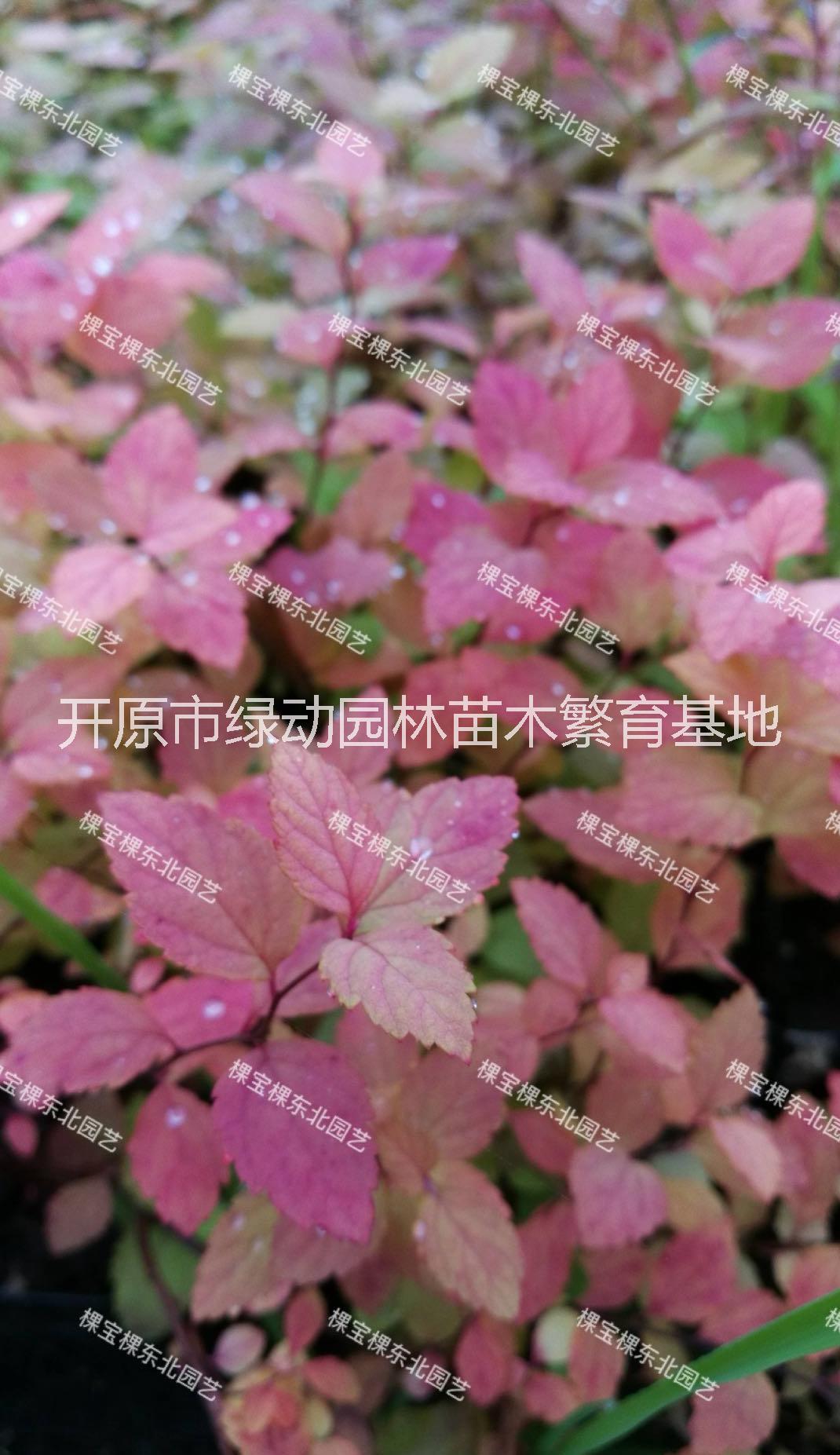 辽宁辽宁金山绣线菊金焰绣线菊观叶观花彩涩苗木庭院花园植物盆栽绣线菊苗