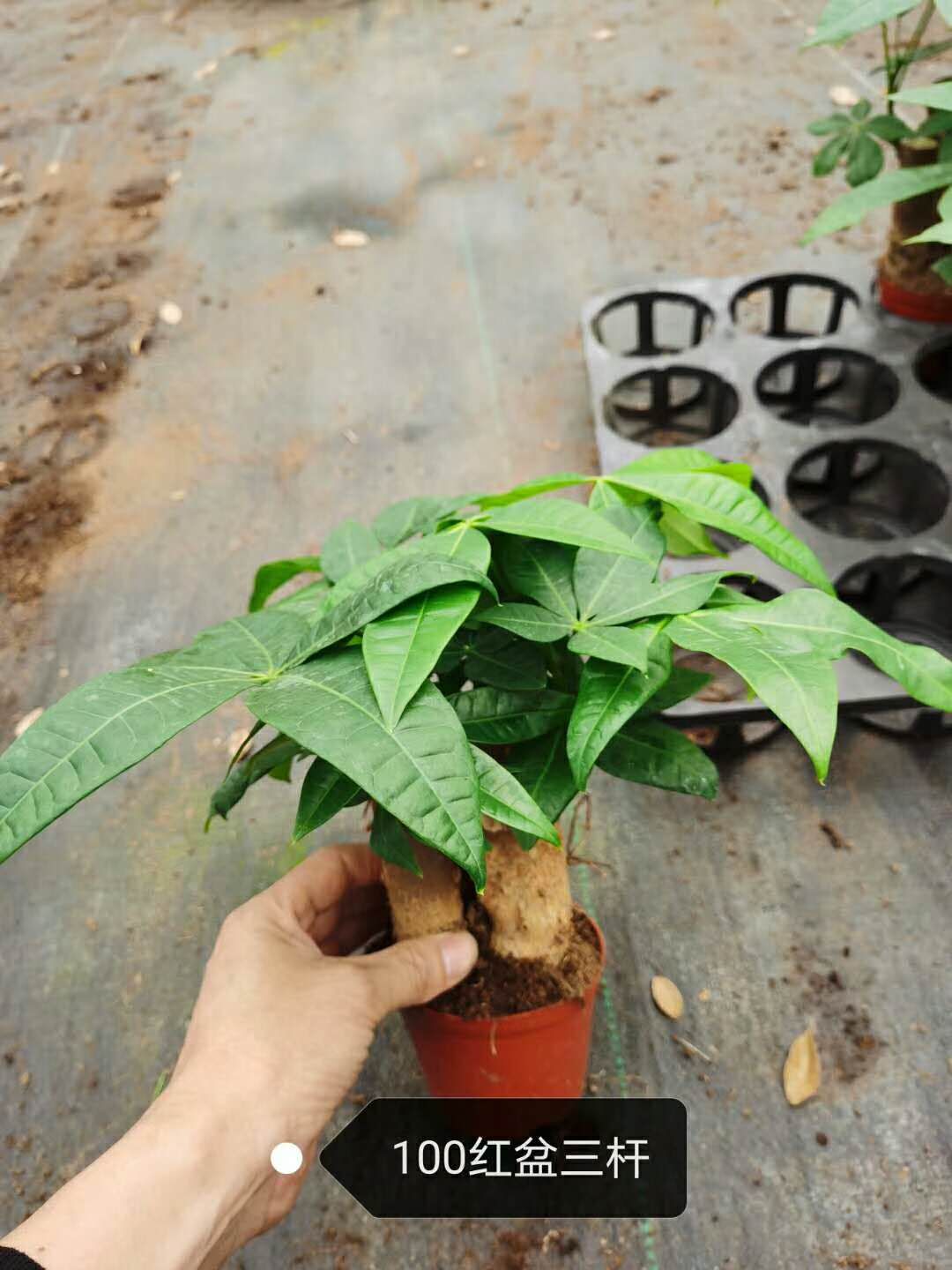 【湛江基地直销】批发室内观叶植物100#发财树 招财树四季常青盆栽【广东湛江发财树盆栽批发基地】