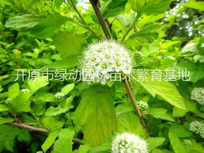 辽宁辽宁金叶风箱果彩叶树苗观花观叶盆栽花卉耐寒树苗