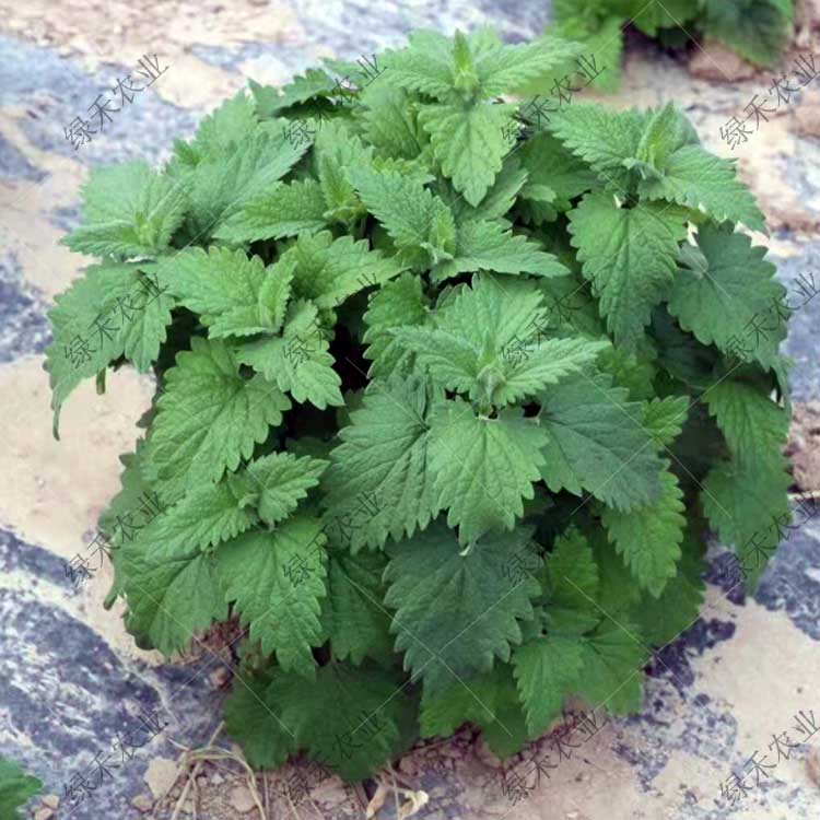 安徽合肥柠檬猫薄荷种子 香料香草种子香草 香味植物种植