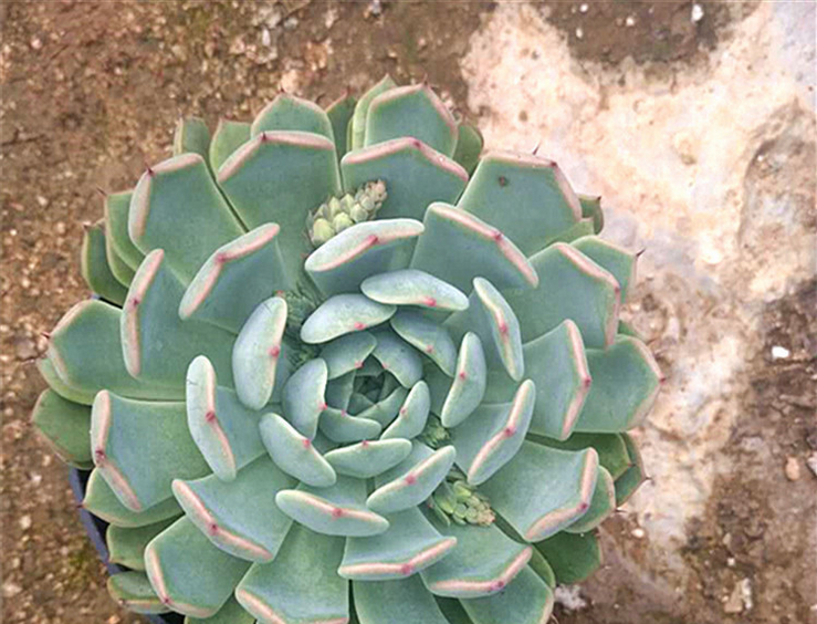 福建漳州批发多肉植物 红爪防辐射植物 多肉植物盆栽价格 多肉植物盆栽价格多肉植物供应商 供应多肉植物盆栽批发