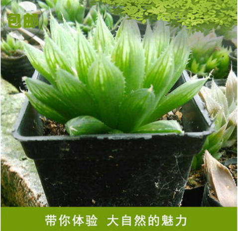 福建福建厂家直销 宝草玉露 水晶玉露多肉植物 2-3cm桌面小盆栽批发