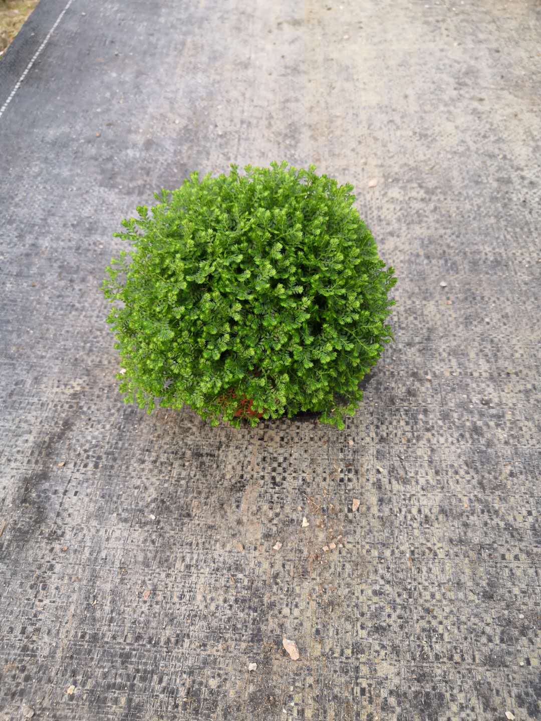 优质微观植物绿地球  室内精选绿地球小盆栽  可爱多肉迷你景观植物绿地球