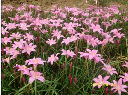 供应葱兰花 红花葱兰价格 葱兰花种植基地 白花葱兰