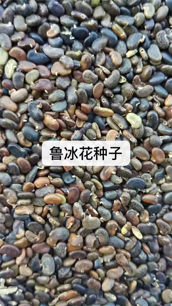 江苏南京湖北鲁冰花种子-鲁冰花种子图片-无锡芳东绿化(推荐商家)