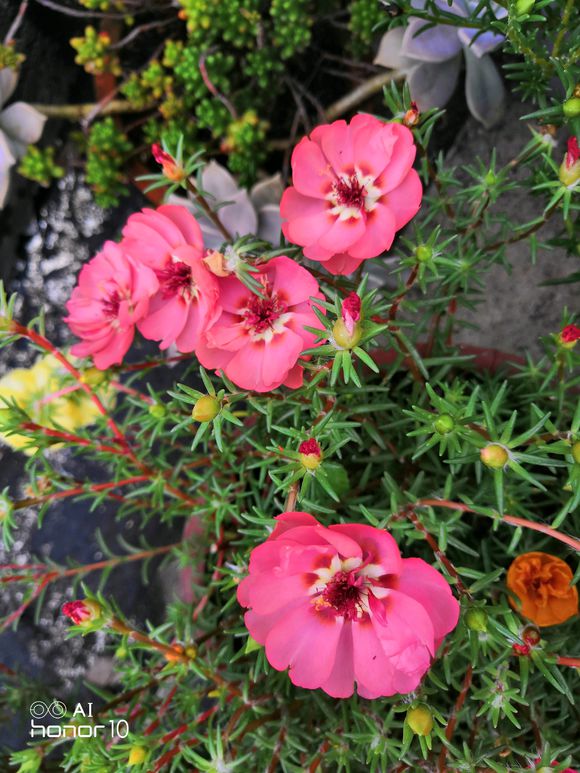 四川成都太阳花种苗半枝莲|山合水太阳花苗|太阳花