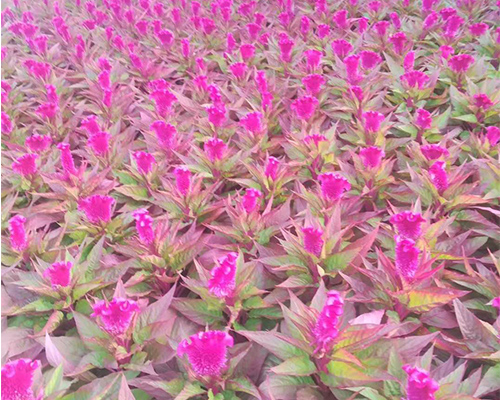 山东山东鸡冠花哪里卖-太原鸡冠花-雅仕阁绿化苗木基地