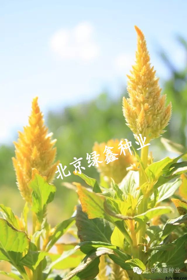 供应LVXIN牌鸡冠花花种