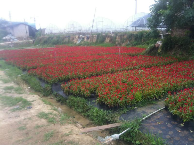 供应鸡冠花，厦门鸡冠花价格，厦门草花专业户