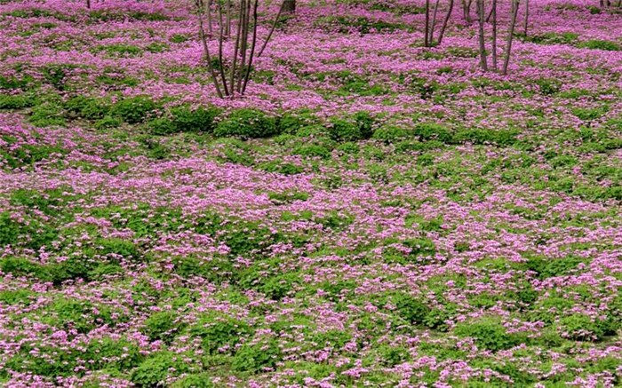 山东山东丰林宿根花卉基地(图)|万寿菊批发|四川万寿菊