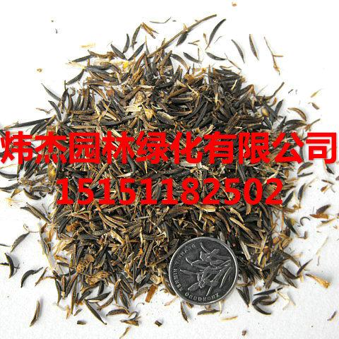 江苏宿迁供应万寿菊.万寿菊种子，万寿菊苗子，万寿菊种子价格