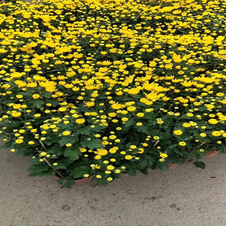 福建漳州万寿菊批发@青川基地供应公园花海绿植万寿菊质优价廉