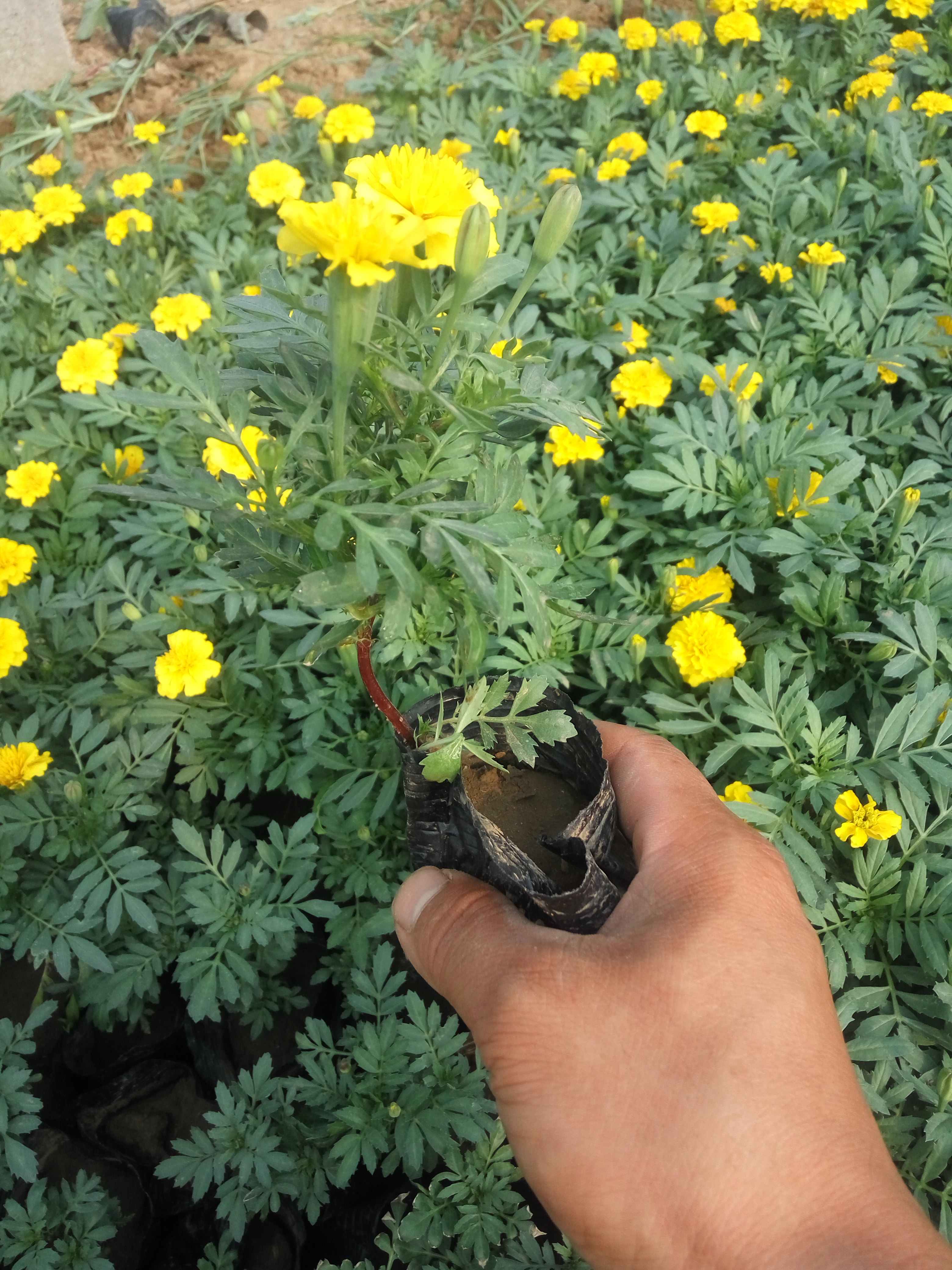 山东潍坊河南草花孔雀草批发，临沂草花 草花孔雀草，牵牛，万寿菊价格，草花基地，草花租摆，草花效果