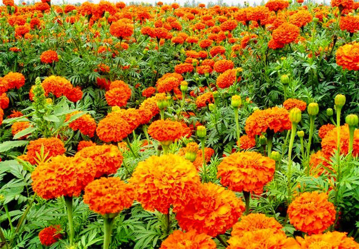 山东济南万寿菊草花基地、丽泽花卉、市中区草花