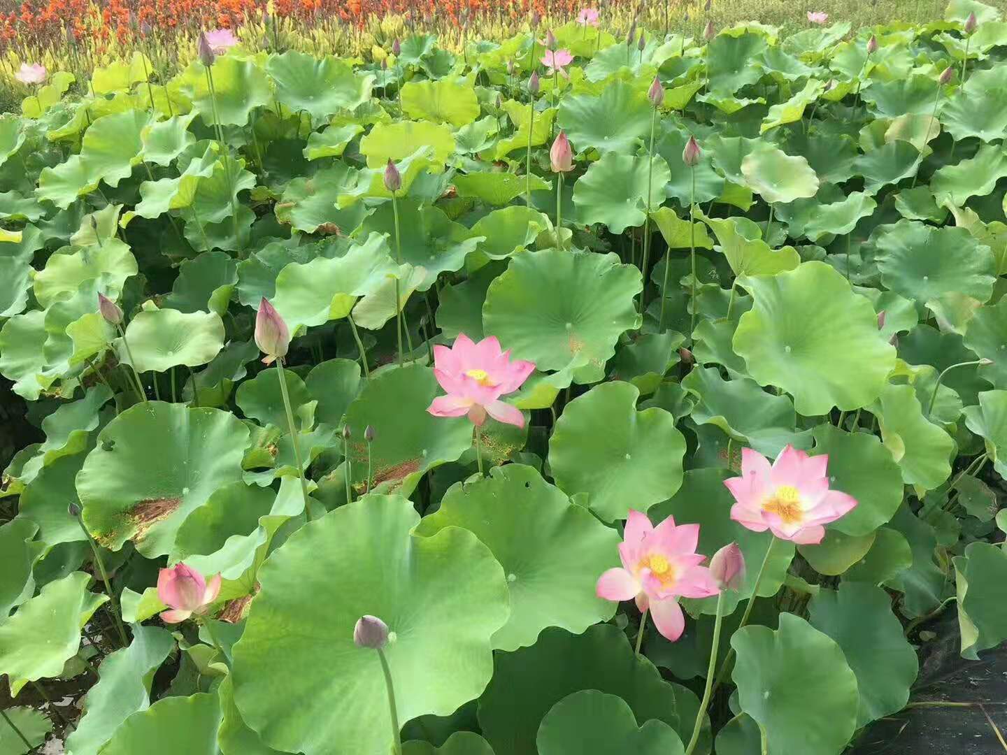 福建厦门荷花种类 水生荷花 荷花种植方法 荷花品种 荷花花色 荷花价格