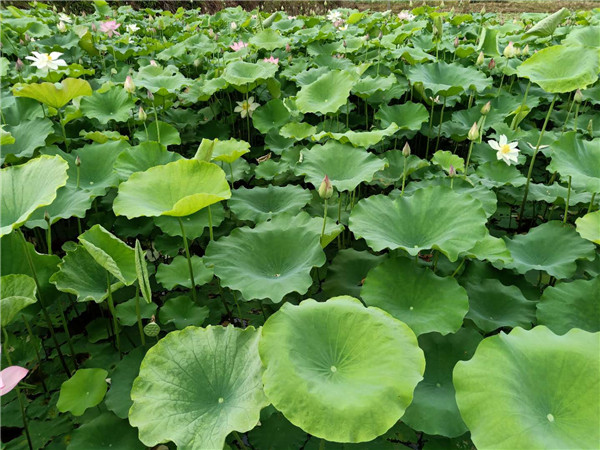 河南河南南宁荷花哪里有卖，桂林荷花价格，梧州荷花种植基地，广西荷花批发，海口水生植物基地直销，广西水生植物基地