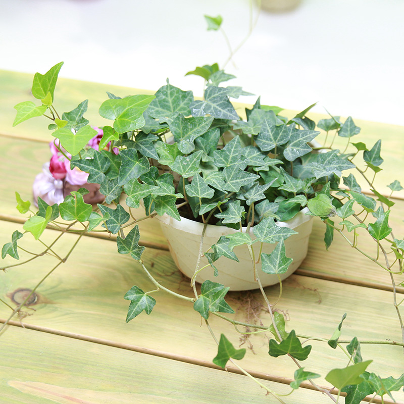 福建龙岩武汉向日葵小紫薇油菜花太阳花荷花郁金香水仙桂花茶花腊梅苗