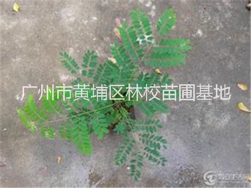 广东广州广东小叶桢楠 广东小叶桢楠种植基地 广东广州小叶桢楠批发  小叶桢楠厂家直销