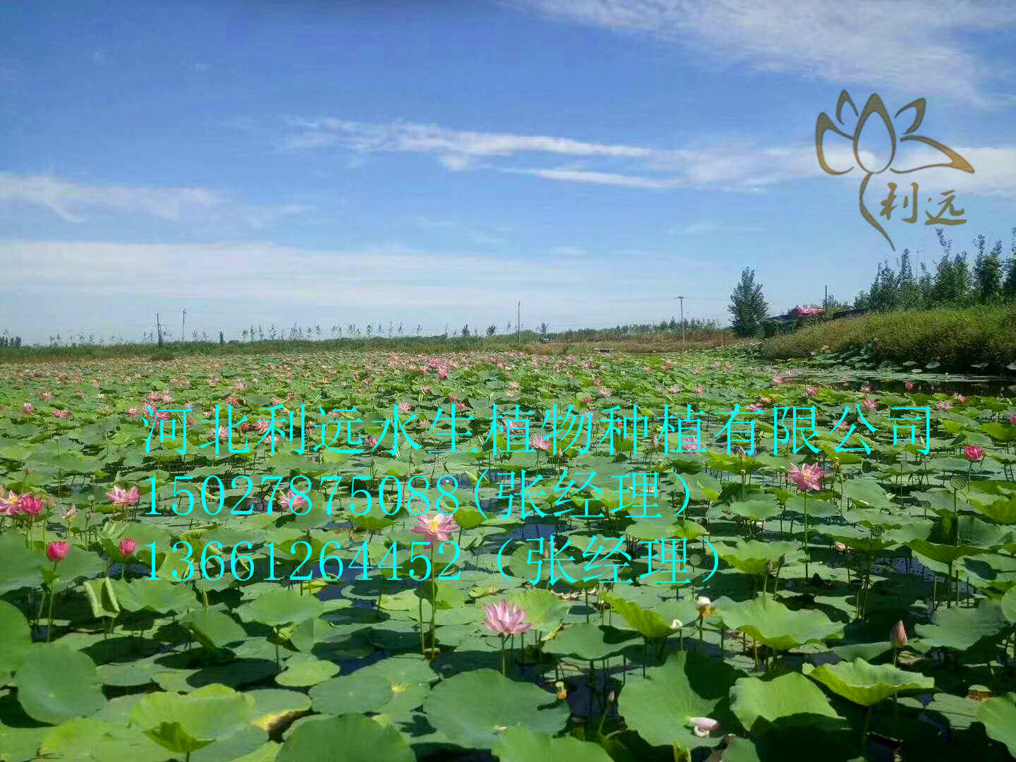 优质荷花苗   精品睡莲   承接各种水生植物和花苗景观净水治理修复工程