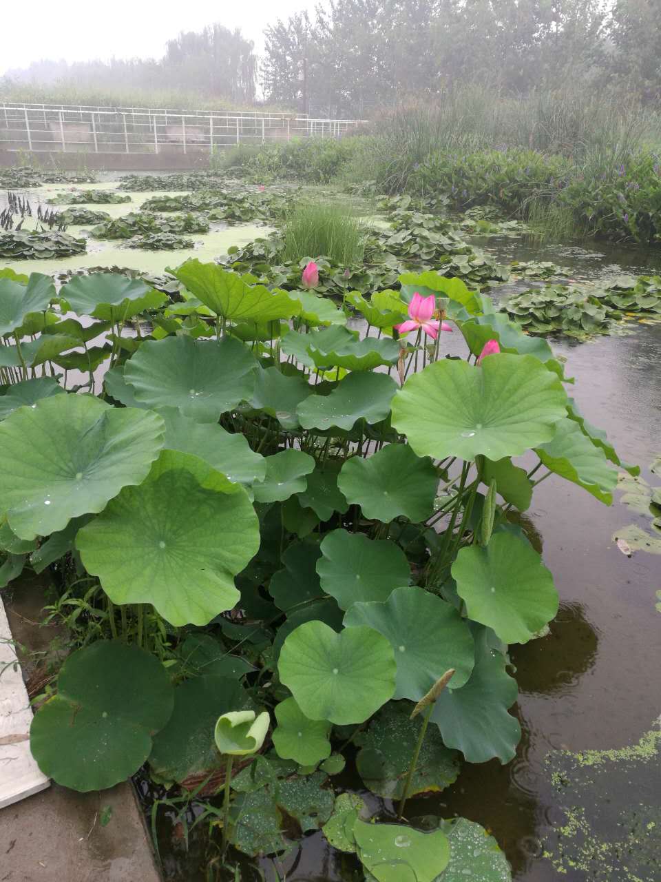 河南河南荷花种苗北京荷花种苗批发价自种自销北京荷花种苗北京荷花种苗供应商北京荷花种苗采购网