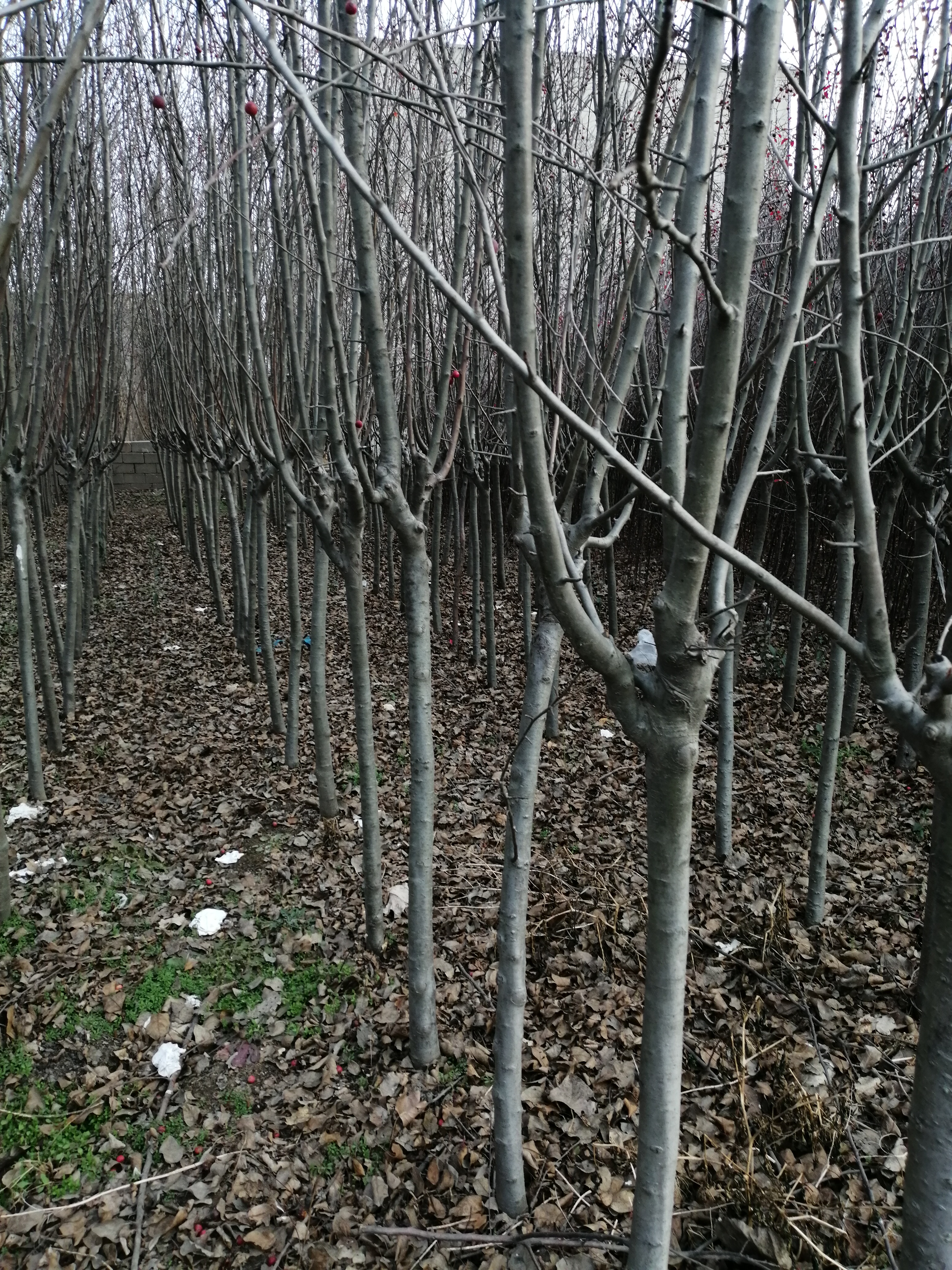 江苏邳州2到15公分海棠基地批发价格多少钱哪里有卖 鸿达诚信苗木