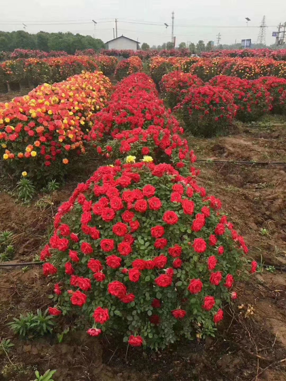 商丘市月季种植基地 基地大量批发月月红 四季花价格