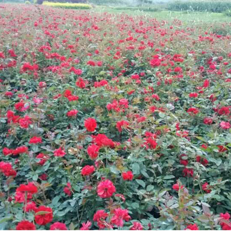 基地直销优质红帽月季 观花植物 月季苗 成活率高 量大从优