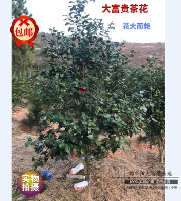 福建福建大富贵茶花 大富贵茶花报价 大富贵茶花批发 大富贵茶花供应商 大富贵茶花哪家好 大富贵茶花电话