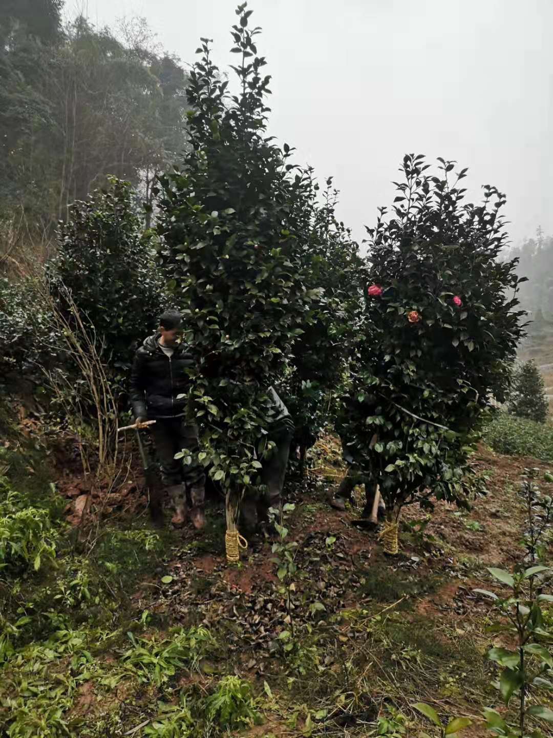 四川宜宾6公分大红牡丹茶花价格种植基地报价哪里有多少钱