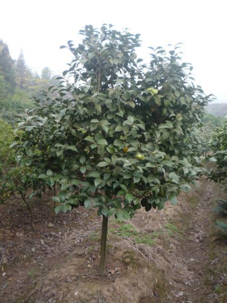 供应浙江茶花小苗批发价格，浙江茶花小苗批发，浙江茶花基地，浙江茶花小苗。