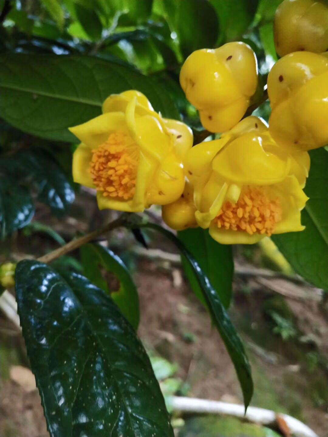 广西防城港金茶花基地  金茶花生产商 金茶花批发价格 金茶花供应商 普通种金花茶树苗