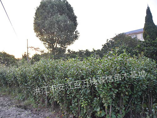 湖南怀化湖南怀化洪江市双茶花-湖南双茶花种植基地批发价格【洪江市安江镇百万株诚信苗木基地】