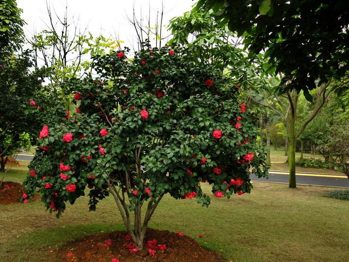 福建漳州茶花基地-福建马口茶花批发价格-漳州哪里有灌木类卖