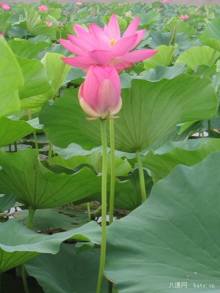 河北保定供应种植荷花种藕芦苇睡莲