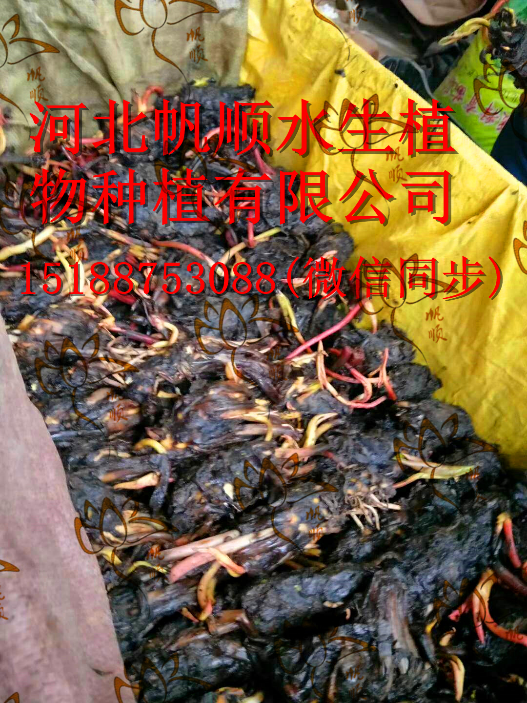 基地种植，自产自销北方耐寒睡莲苗，睡莲苗种类齐全，价格合理，欢迎来选购