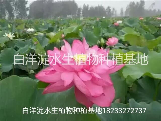 <-><->供应用于景观绿化的荷花苗，睡莲苗，芦苇苗，香蒲苗，水生植物苗