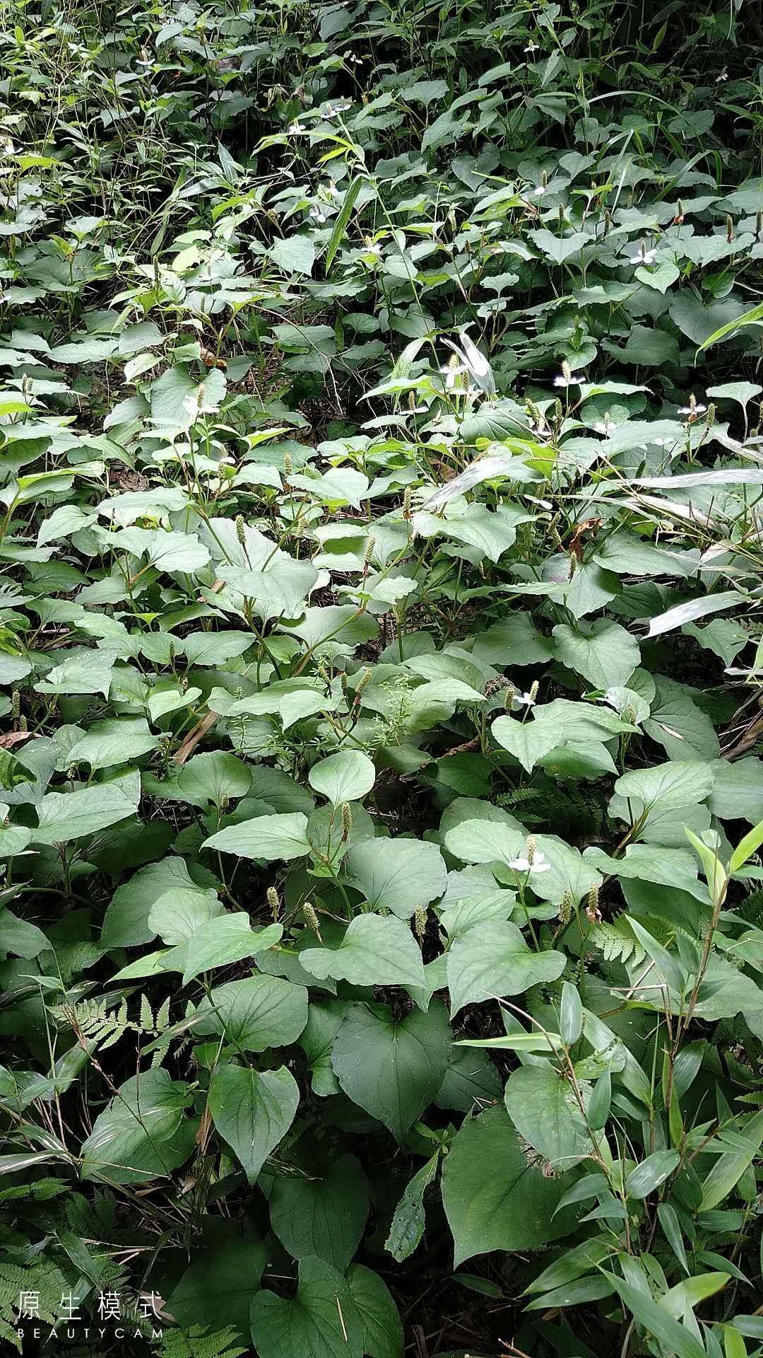 供应湖北鱼腥草恩施山区干货鱼腥草折耳根 湖北鱼腥草干货鱼腥草