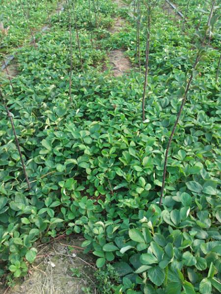 广东茂名供应山东草莓苗丨山东草莓苗价格丨山东草莓苗供应商