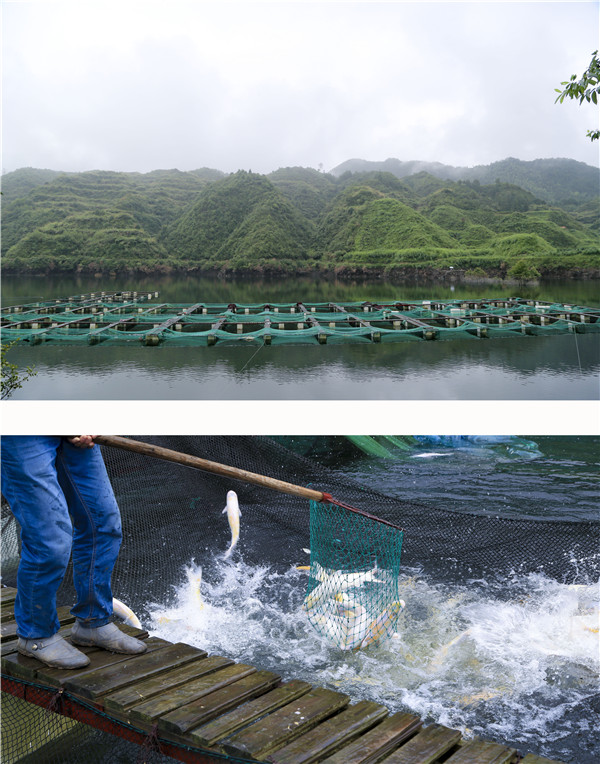 浙江浙江水中龙开化清水鱼味美汤鲜(图)|清水草鱼养殖基地|清水草鱼