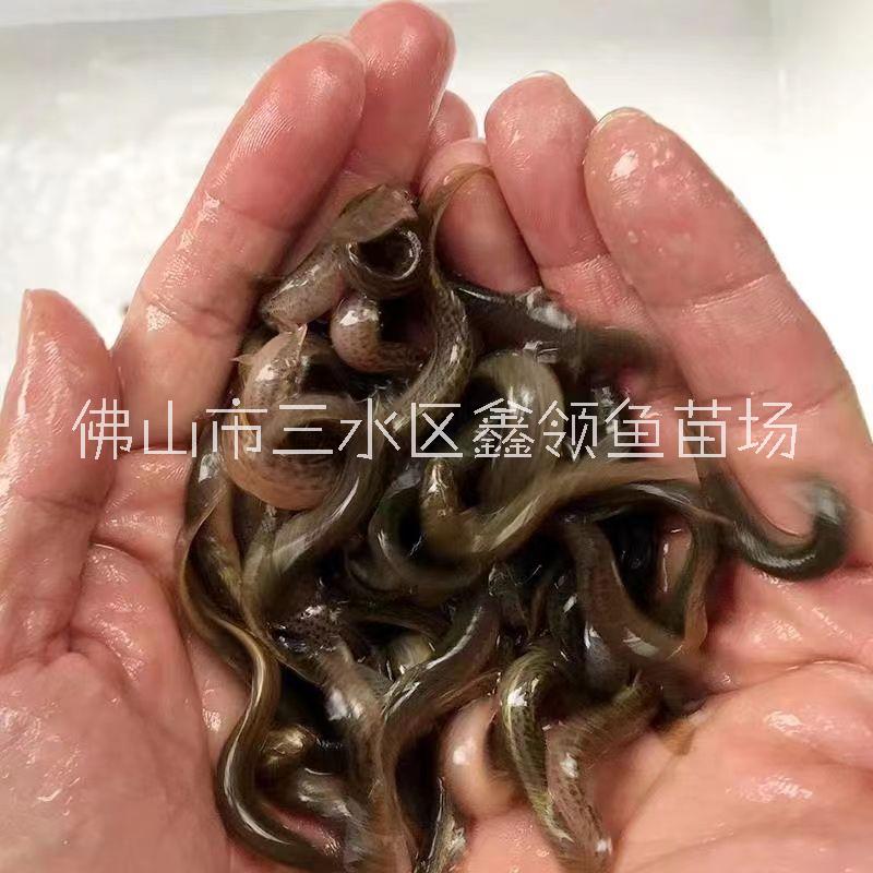 <-><->台湾泥鳅/广西台湾泥鳅苗出售/广西南宁泥鳅苗养殖场/广西台湾泥鳅苗批发/广西台湾泥鳅养殖条件