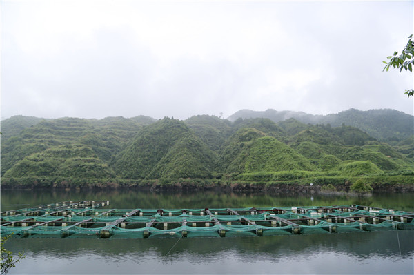 浙江金华水中龙开化清水鱼肉质鲜美(图)|清水鲫鱼养殖|清水鲫鱼