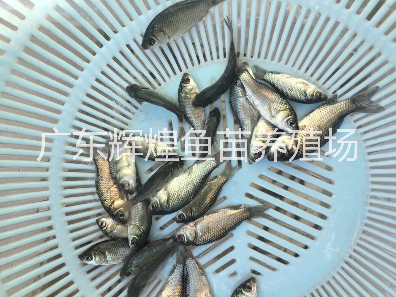 浙江金华江苏**土鲫鱼养殖批发，上海鲫鱼价格，广西鲫鱼供应商，辽宁鲫鱼批发