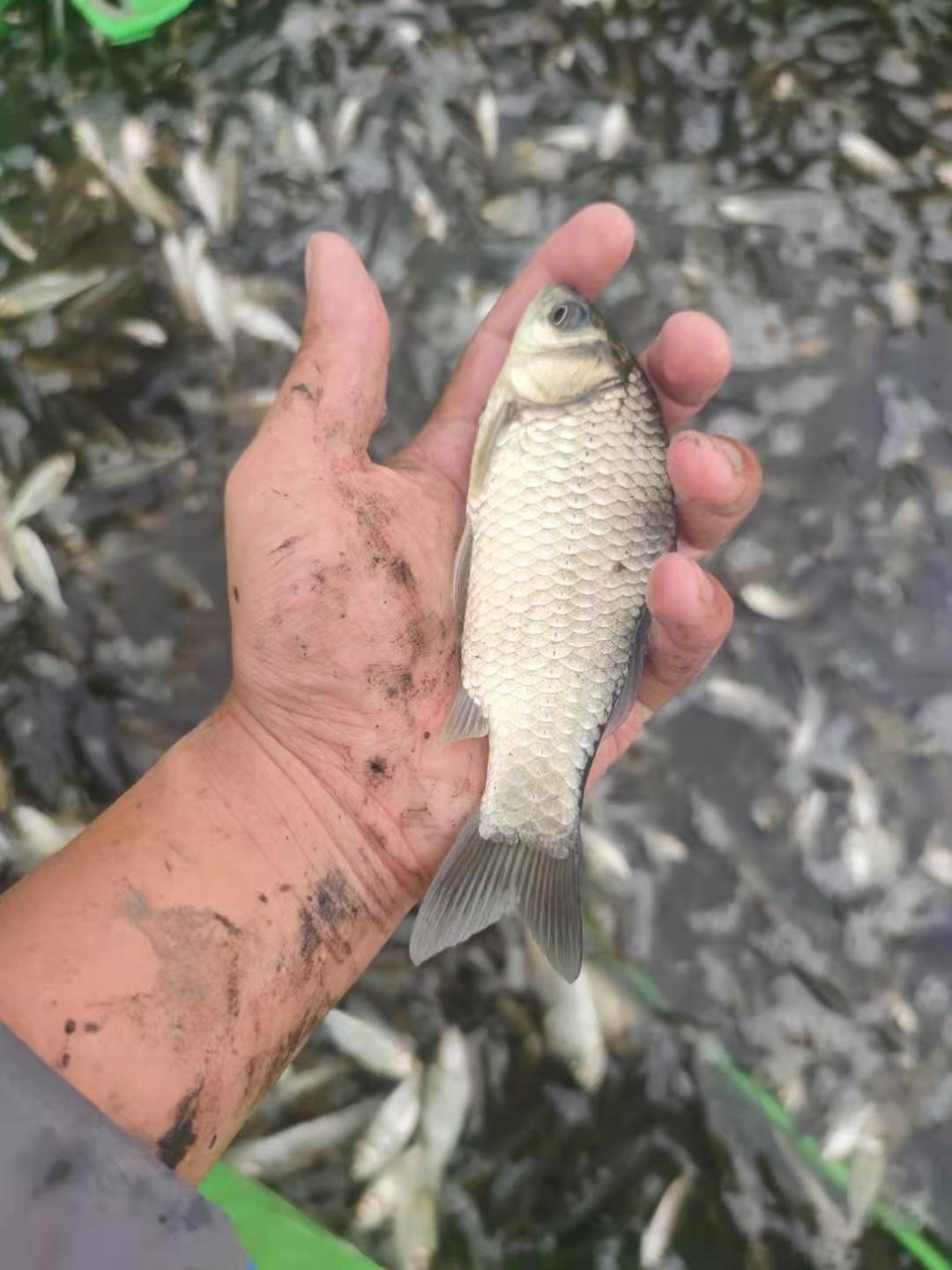 <-><->郑州鱼苗 鲤鱼苗花鲢苗成活率高的白鲢苗抗病毒草鱼苗的郑州豫海鱼苗养殖基地