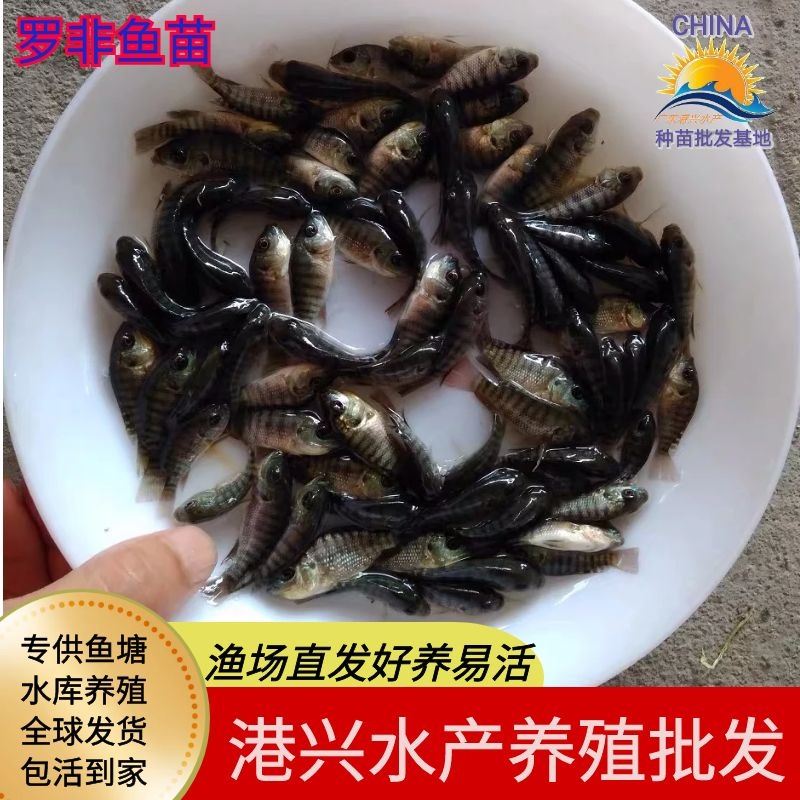 <-><->新嘉定罗非鱼苗 非洲鲫 福寿鱼热带淡水养殖