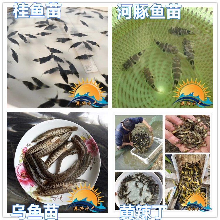 <-><->缩骨大头鱼苗 花鲢鱼苗 锁骨大头 胖头鱼苗 鳙鱼苗 鱼塘出售