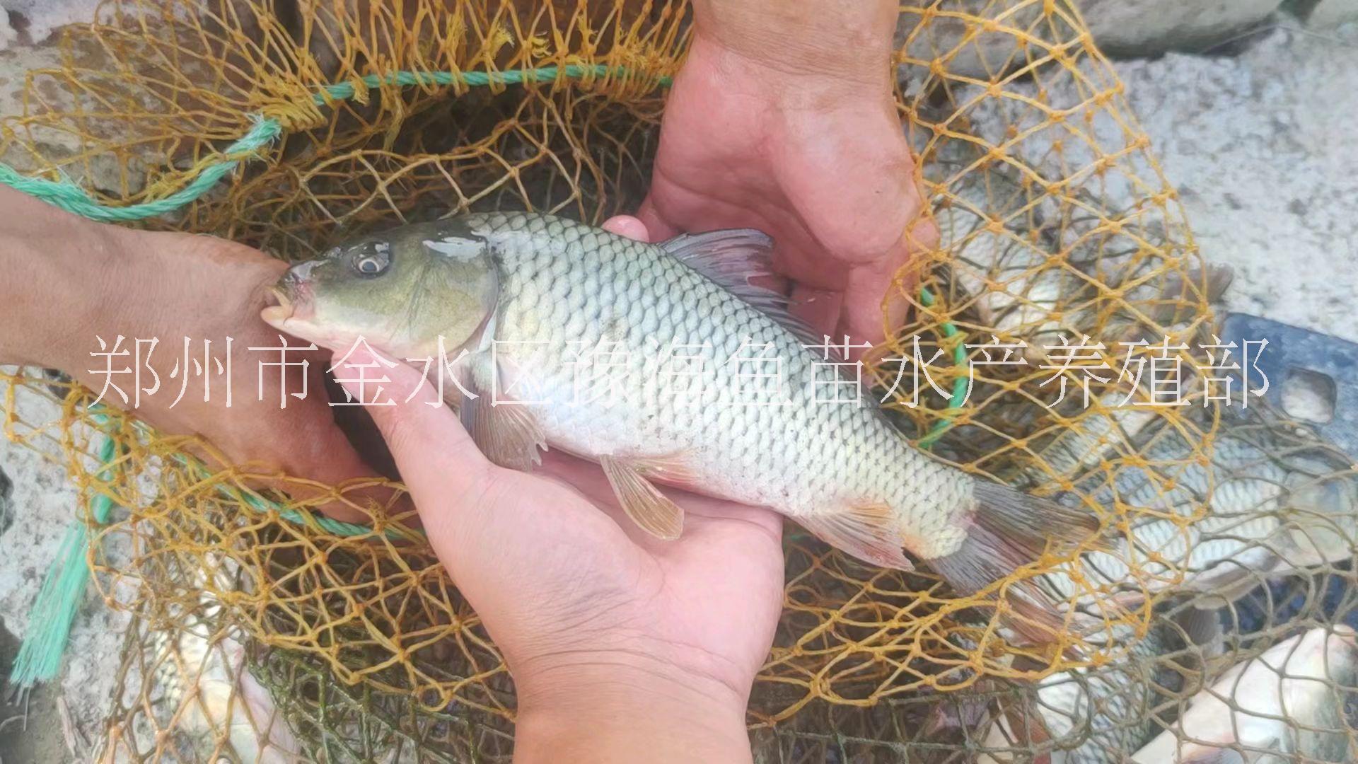 河南郑州河南郑州黄河滩万亩鱼苗养殖基地 鲤鱼苗 草鱼苗 花鲢苗 鲶鱼苗 实体可考察