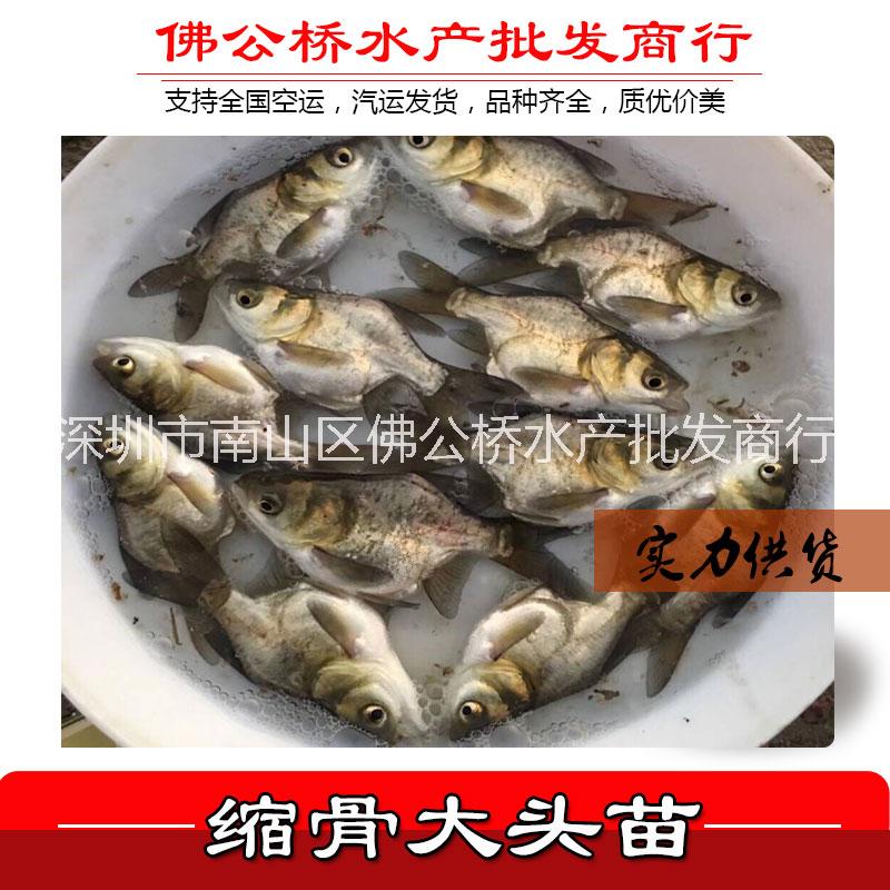 <-><->新品热卖缩骨大头苗活体养殖仙骨鳙鱼苗缩骨花鲢苗大头鱼苗