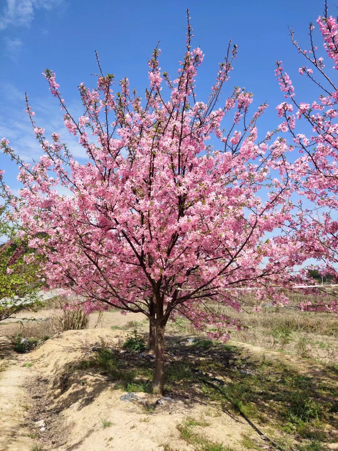 广东佛山广州绿化，南沙盆栽盆景，绿化管理养护， 樱花树 桂花 小叶紫薇 全冠香樟 樱花树批发